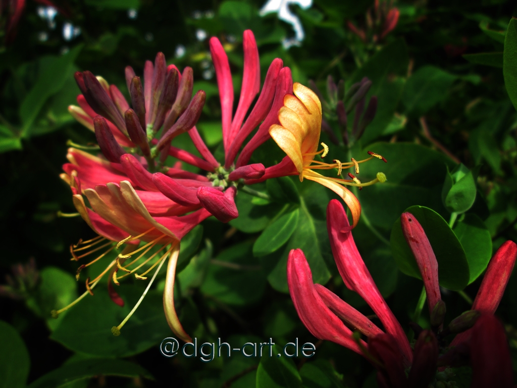 Honeysuckle Gartenkinder