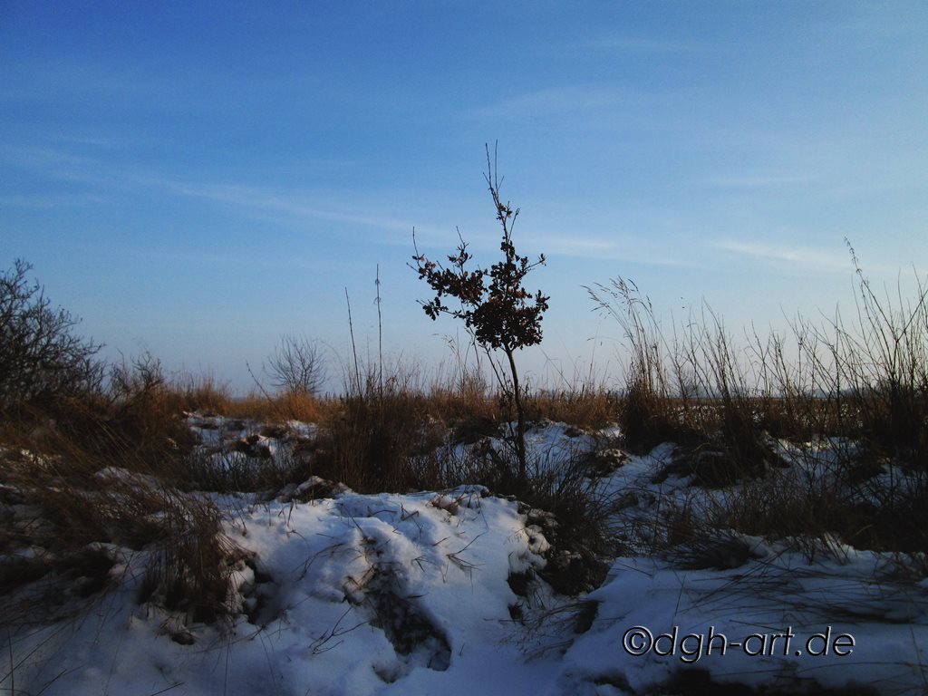 Jungbaum im Schnee