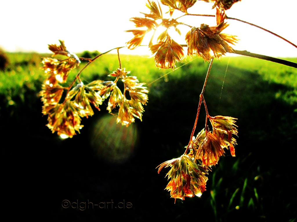 Vor grünem Hintergrund herbstliche Grasdolden im sonnigen Goldglanz.